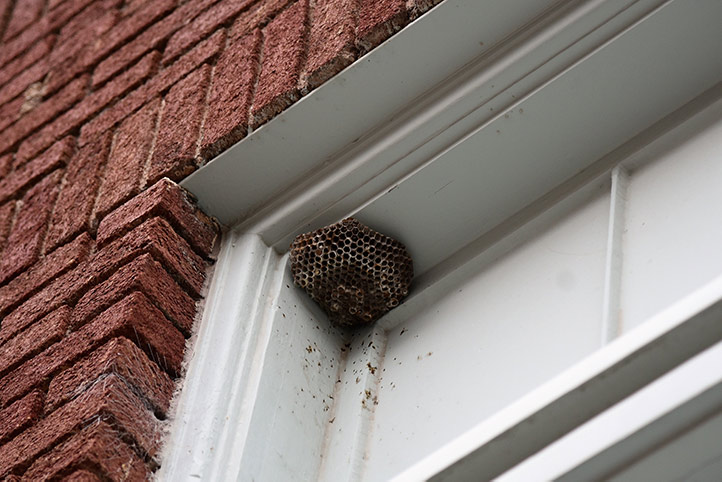 We provide a wasp nest removal service for domestic and commercial properties in New Cross.